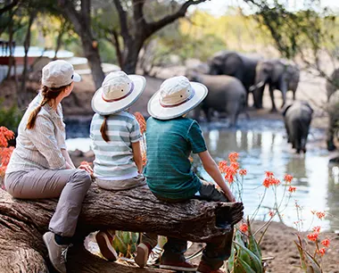 Safari en pleine nature